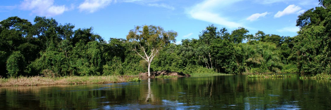 ORI+30+PANTANAL+DO+MIRANDA+ALAGADO+++PANTANAL+OF+MIRANDA+++SWANP+++WET+SEASON