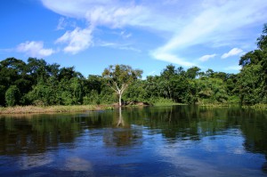 ORI+30+PANTANAL+DO+MIRANDA+ALAGADO+++PANTANAL+OF+MIRANDA+++SWANP+++WET+SEASON