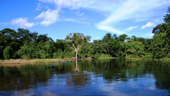 ORI+30+PANTANAL+DO+MIRANDA+ALAGADO+++PANTANAL+OF+MIRANDA+++SWANP+++WET+SEASON